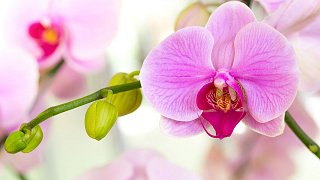 Illustration: Festival des orchidées