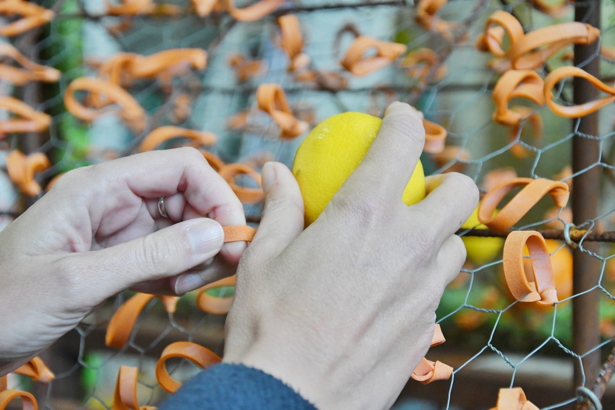 Atelier Dessin pour Enfants avec John Lemon - Fête du citron®