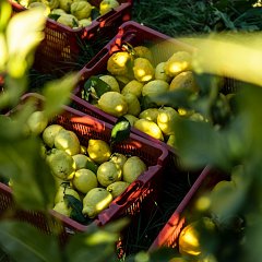 photographie Fête du Citron®