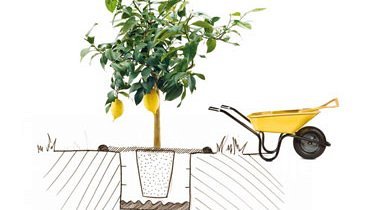 Illustration: comment planter un citronnier ?