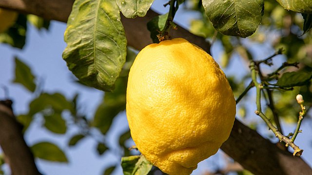 Illustration: le citron de Menton, reconnu au plus haut niveau
