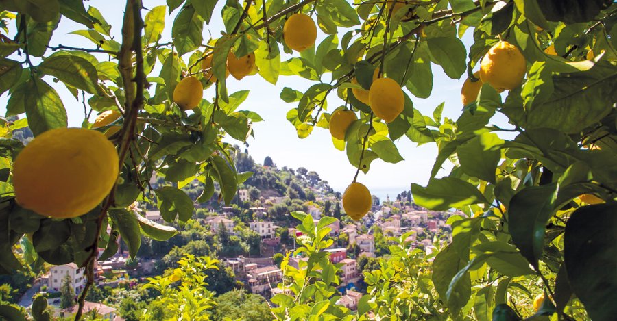 Limoni maturi sui rami di un albero di limone