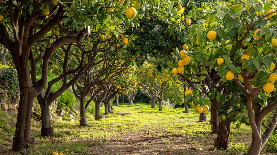 Viale tra alberi di limone carichi di frutti in un frutteto
